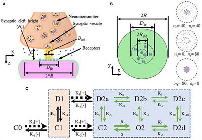 Computational modeling of trans-synaptic nanocolumns, a modulator of synaptic transmission